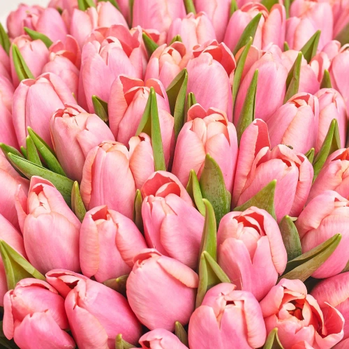 Букет 101 Рожевий Тюльпан F834, артикул: 56932 Зображення товару Букет 101 Рожевий Тюльпан F834, артикул: 56932