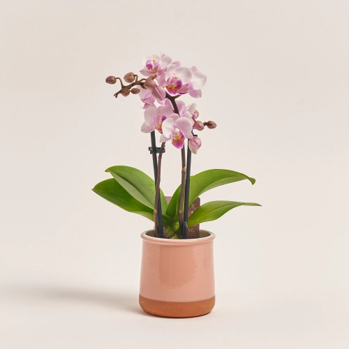 Зображення товару Фаленопсис міні в кер. 2ст., артикул: 1322