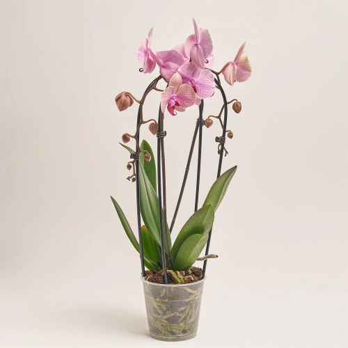Зображення товару Фаленопсис каскад 2ст. мікс, артикул: 18513