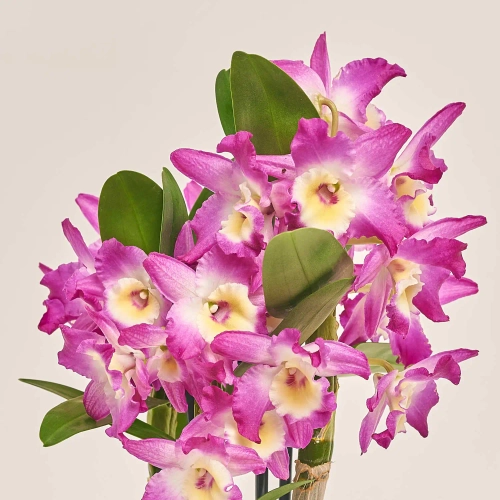 Дендробіум Акатсукі 2ст., артикул: 4006 Зображення товару Дендробіум Акатсукі 2ст., артикул: 4006