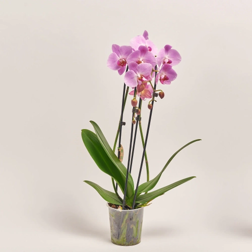 Зображення товару Фаленопсис каскад 2ст. мікс, артикул: 18513