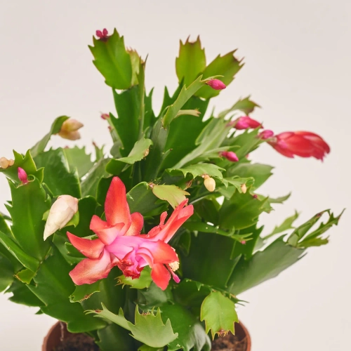 Зображення товару Шлюмбергера мікс, артикул: 41536