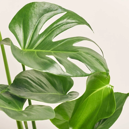 Зображення товару Монстера Деліціоза, артикул: 56943