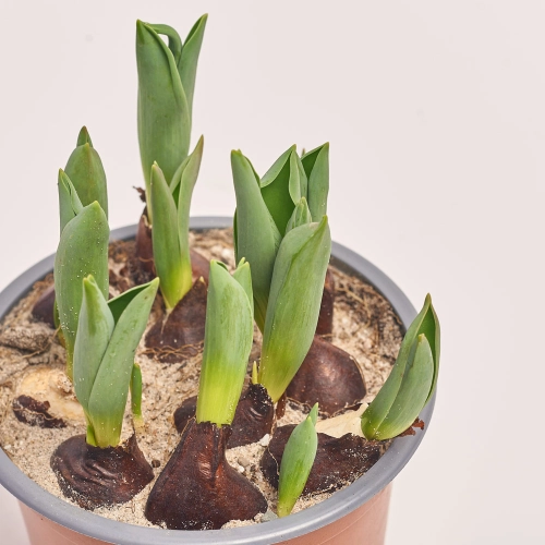 Тюльпан Дабл, артикул: 45408 Зображення товару Тюльпан Дабл, артикул: 45408