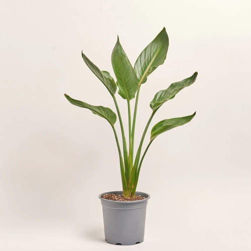 Стреліція Регіна, артикул: 51979 Зображення товару Стреліція Регіна, артикул: 51979