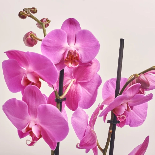 Фаленопсис 2ст. мікс, артикул: 18519 Зображення товару Фаленопсис 2ст. мікс, артикул: 18519