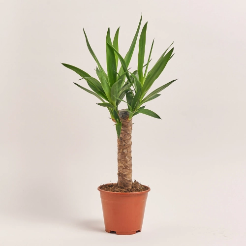 Зображення товару Юкка 1ст., артикул: 54996