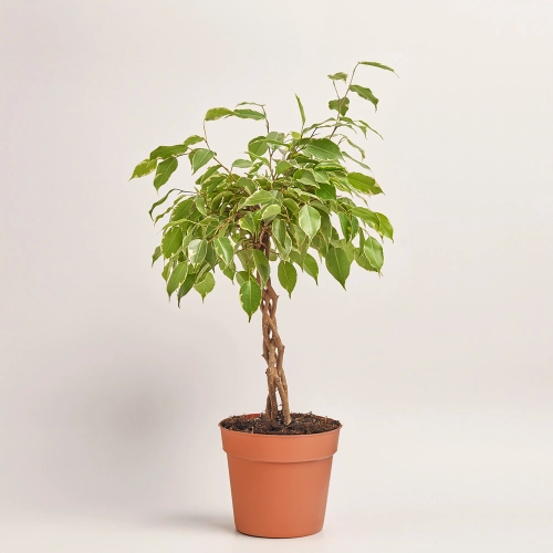 Фікус бе Голден Кінг штамб., артикул: 36159 Зображення товару Фікус бе Голден Кінг штамб., артикул: 36159