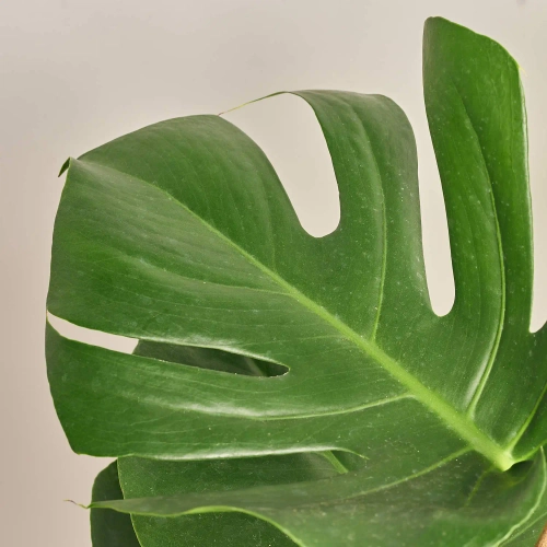 Зображення товару Монстера Деліціоза, артикул: 38487