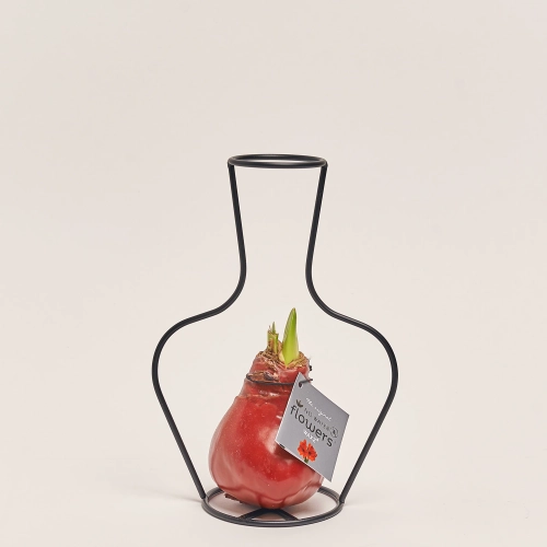 Зображення товару Амариліс "Класік Формз" у воску, артикул: 53630