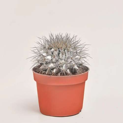 Зображення товару Ехінокактус Рейнбов новорічний мікс, артикул: 53321