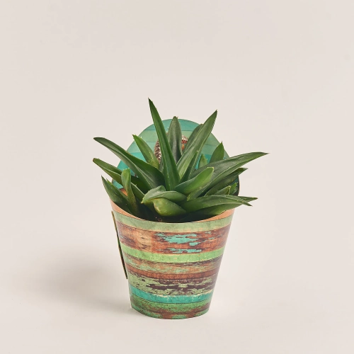 Зображення товару Алоє мікс, артикул: 46641