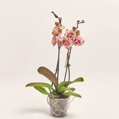 Зображення товару Фаленопсис 2ст. мікс, артикул: 25844