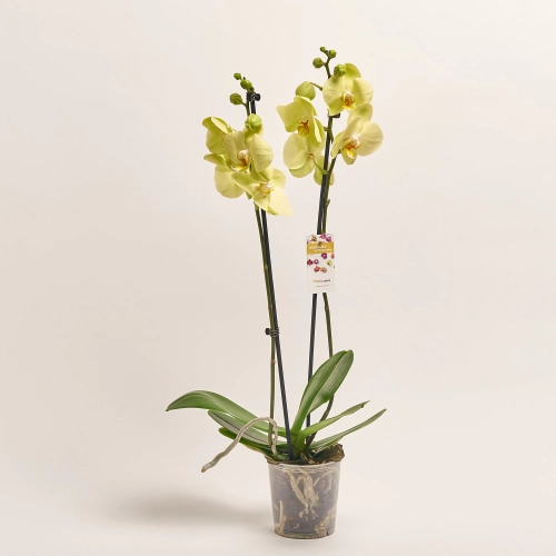 Зображення товару Фаленопсис 2ст. мікс, артикул: 19290