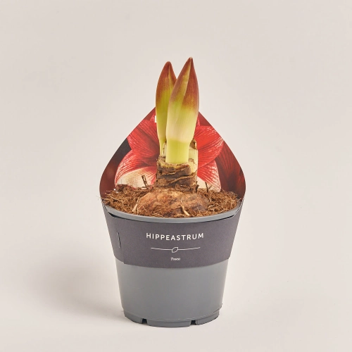 Зображення товару Амариліс Тоска 2ст., артикул: 54997