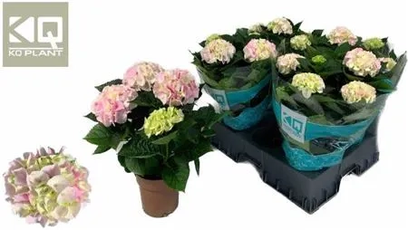 Гортензія світло-рожева 5ст., артикул: 48037 Зображення товару Гортензія світло-рожева 5ст., артикул: 48037