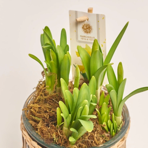 Зображення товару Нарцис Тет-а-Тет у склі, артикул: 56675