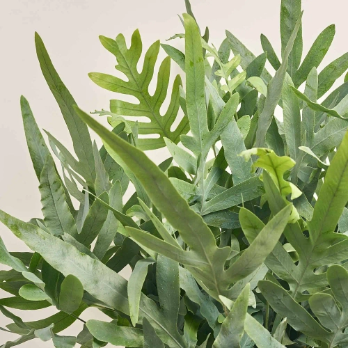 Зображення товару Папоротні мікс, артикул: 53276