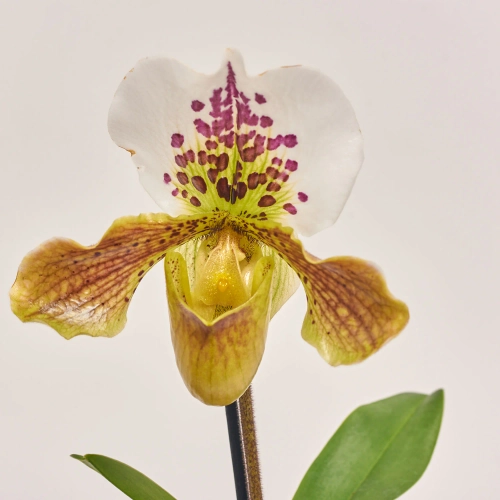 Зображення товару Пафіопеділум Америка, артикул: 55605