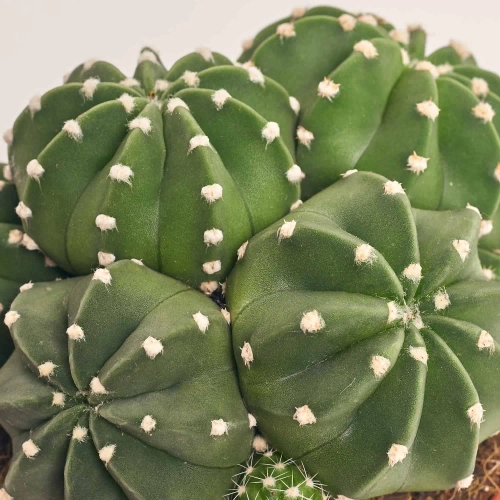 Зображення товару Кактус мікс, артикул: 33267