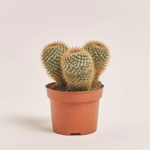 Зображення товару Кактус мікс, артикул: 46255