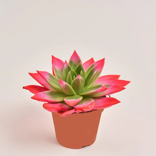 Зображення товару Ехеверія Міранда фарб. мікс, артикул: 11497