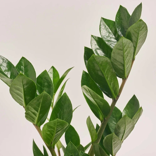 Зображення товару Заміокулькас 3ст., артикул: 48448