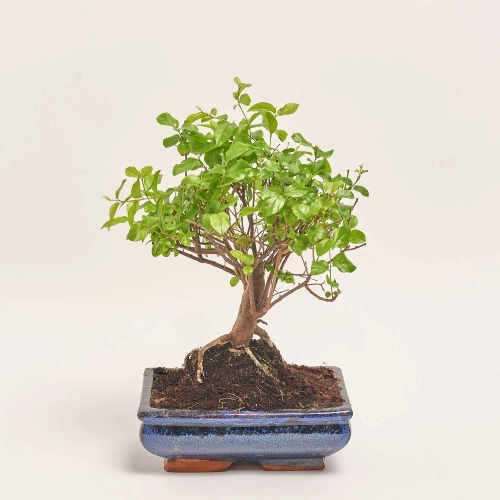 Бонсай в кер., артикул: 25670 Зображення товару Бонсай в кер., артикул: 25670