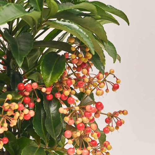 Ардізія та Кашпо Сет 117, артикул: 53723 Зображення товару Ардізія та Кашпо Сет 117, артикул: 53723