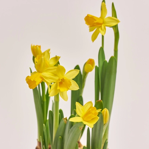 Нарцис Тет-а-тет в кер., артикул: 44298 Зображення товару Нарцис Тет-а-тет в кер., артикул: 44298