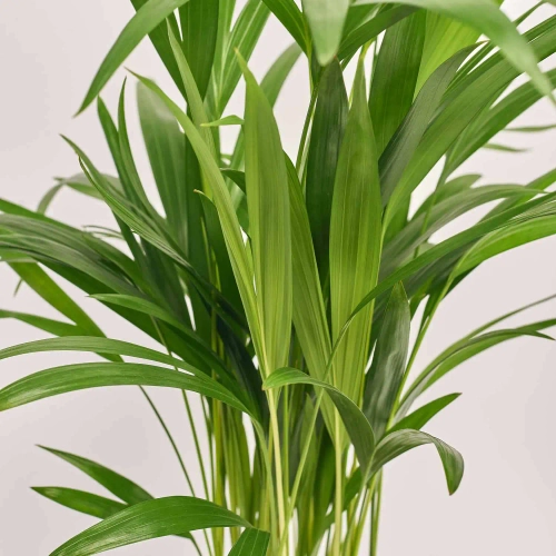 Дипсіс Лутесценс, артикул: 56411 Зображення товару Дипсіс Лутесценс, артикул: 56411