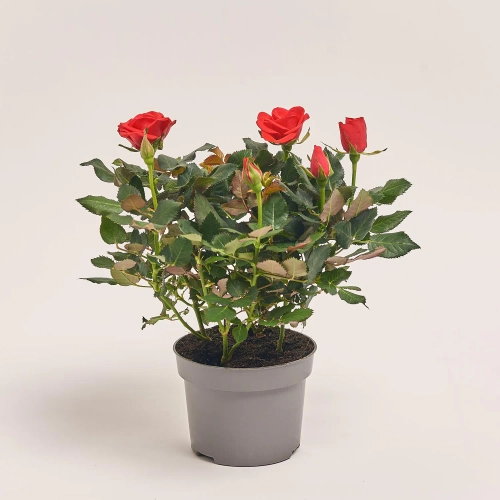 Зображення товару Троянда Кордана, артикул: 4809