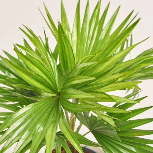 Зображення товару Лівістона Ротундіфолія в кер., артикул: 57158