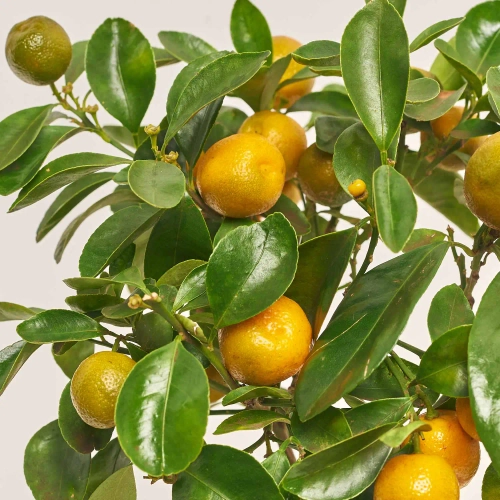 Зображення товару Цитрофортунелла Мандарин та Кашпо Сет 511, артикул: 53344