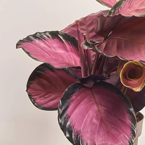 Калатея мікс, артикул: 18458 Зображення товару Калатея мікс, артикул: 18458