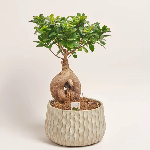 Зображення товару Фікус мікрокарпа Гінсенг в кер., артикул: 56720