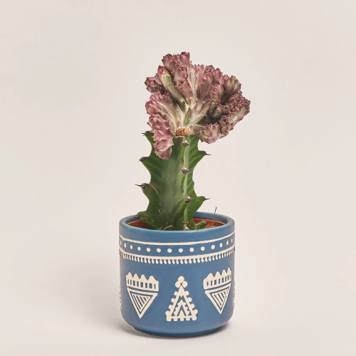 Еуфорбія Лактея Крістата в кер., артикул: 30796 Зображення товару Еуфорбія Лактея Крістата в кер., артикул: 30796