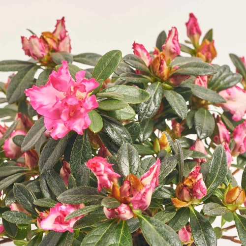 Зображення товару Азалія Панфілія, артикул: 57002