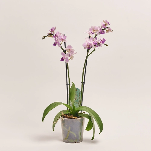 Фаленопсис мультифлора 2ст. мікс, артикул: 18367 Зображення товару Фаленопсис мультифлора 2ст. мікс, артикул: 18367