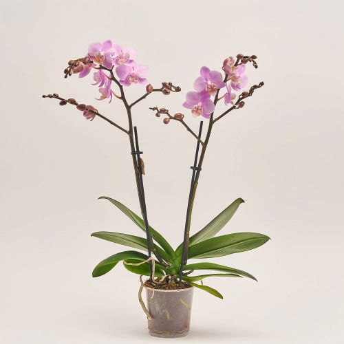 Фаленопсис міні 2ст., артикул: 54055 Зображення товару Фаленопсис міні 2ст., артикул: 54055