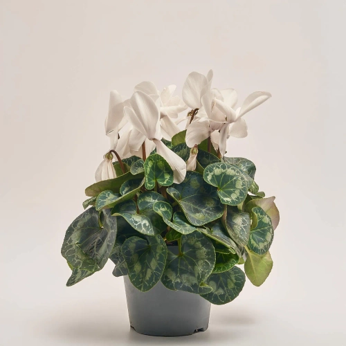 Зображення товару Цикламен Супер Мамос, артикул: 40286