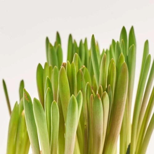 Зображення товару Мускарі Біг Смайл, артикул: 56944