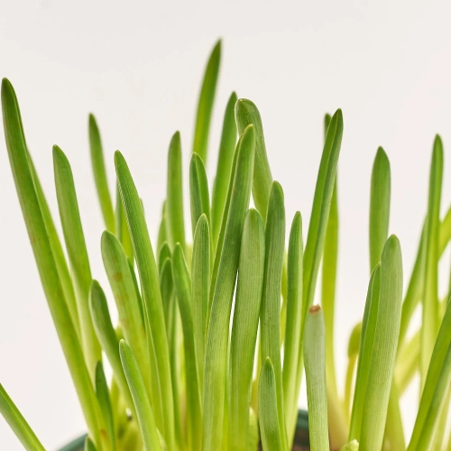 Зображення товару Мускарі Касабланка, артикул: 56945