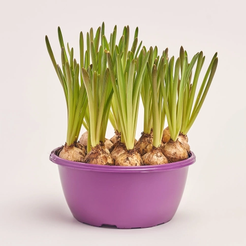 Мускарі Арменікум, артикул: 36575 Зображення товару Мускарі Арменікум, артикул: 36575