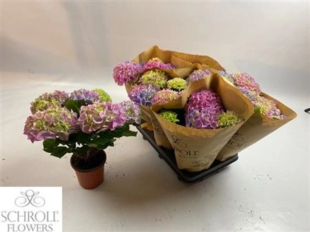 Зображення товару Гортензія блакитно- рожева 6ст., артикул: 35836