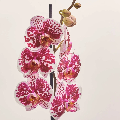 Зображення товару Фаленопсис 1ст. мікс, артикул: 49935