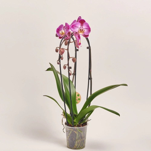 Зображення товару Фаленопсис каскад 2ст. мікс, артикул: 18513