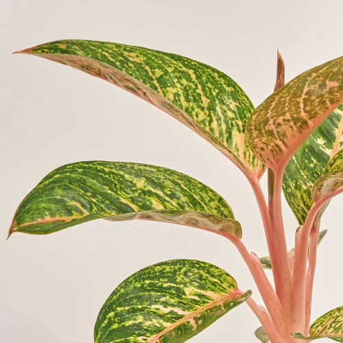 Зображення товару Аглаонема та Кашпо Сет 341, артикул: 53343