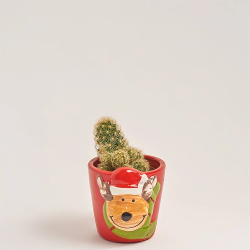 Зображення товару Кактус "Новорічний мікс" в кер., артикул: 53597