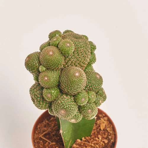 Зображення товару Гімнокаліциум мікс, артикул: 1470